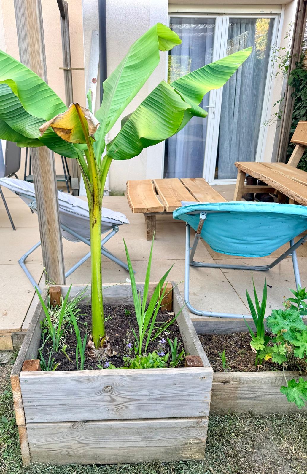 Jardinière bois et bananier