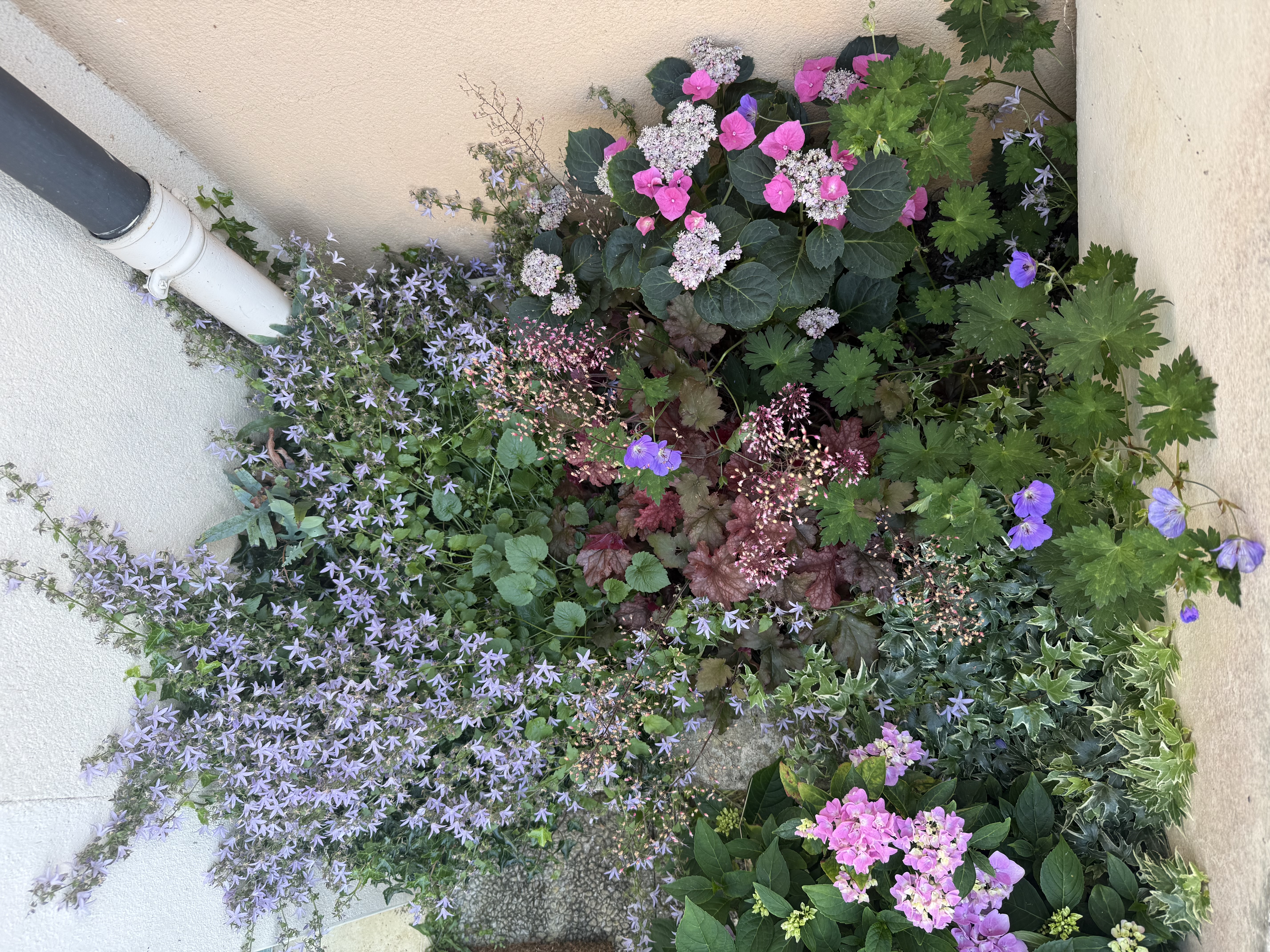 Massif fleuri — campanules et hortensias