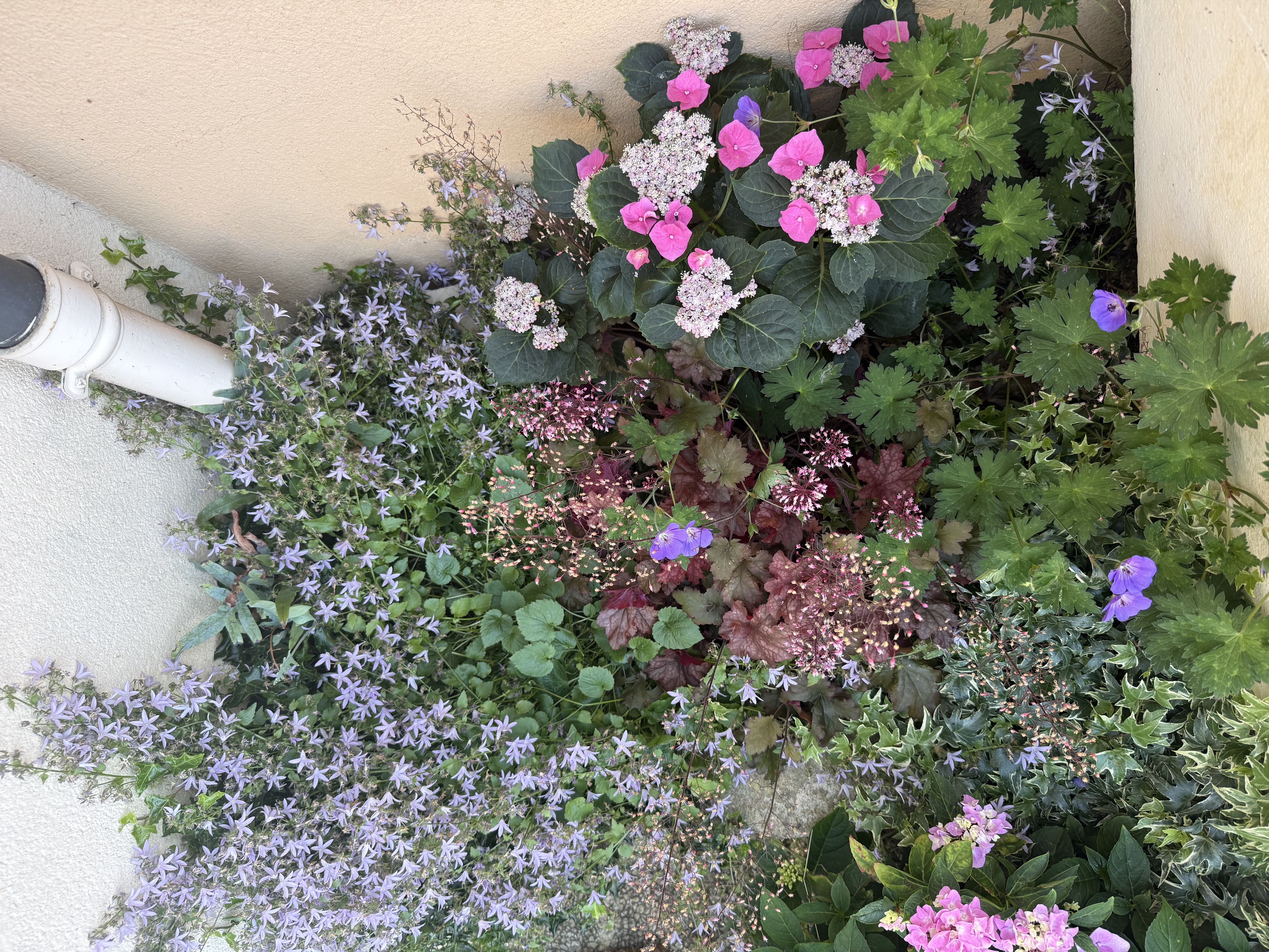 Massif fleuri — vue rapprochée