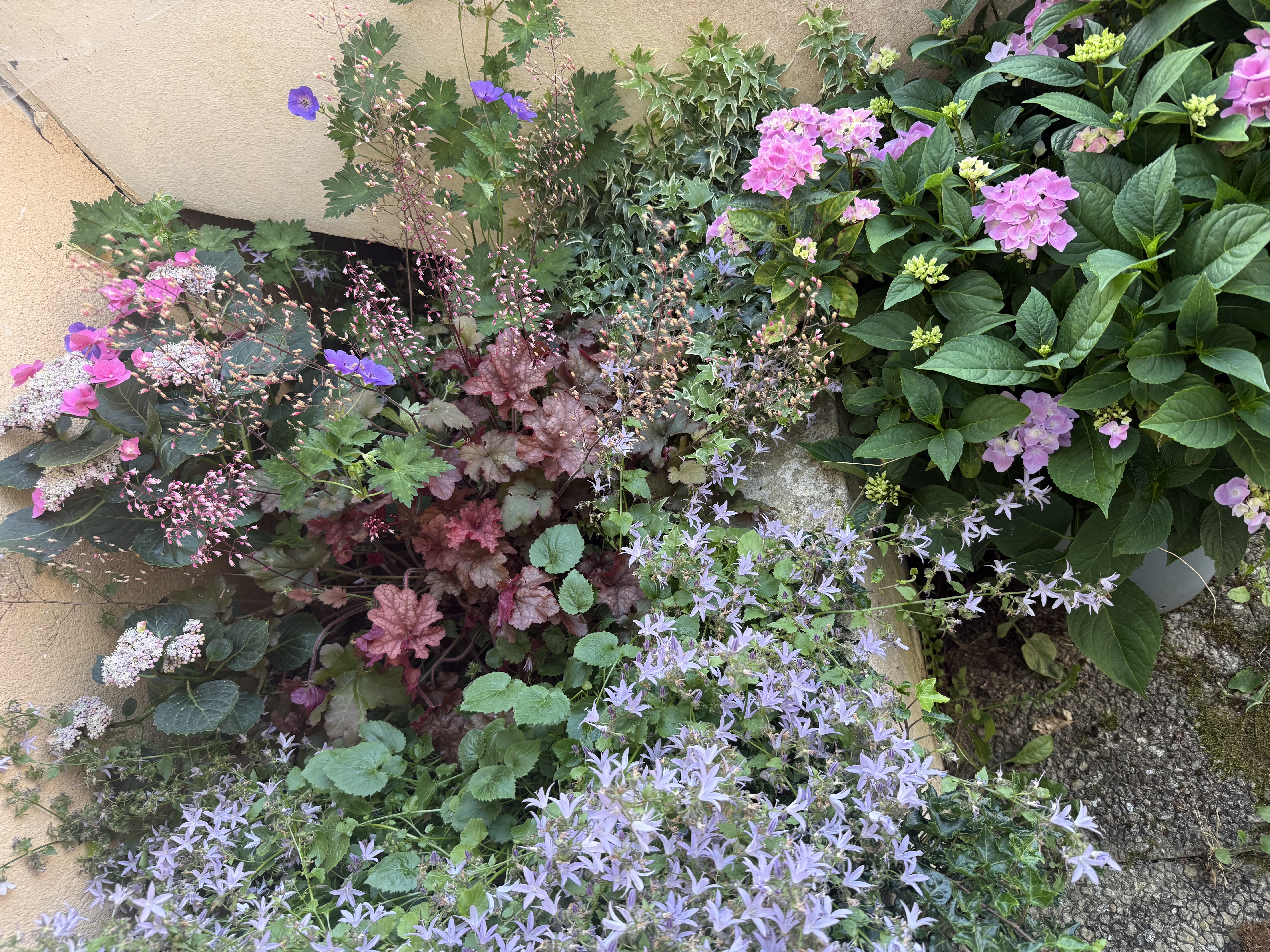 Massif fleuri — harmonie rose et violet